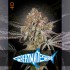 GREAT WHITE SHARK (Green House Seeds)