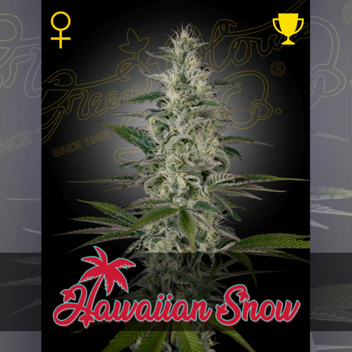 Semillas de marihuana feminizadas Hawaiian Snow de Green House Seeds.