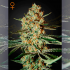 Semillas de marihuana feminizadas Himalaya Gold de Green House Seeds.