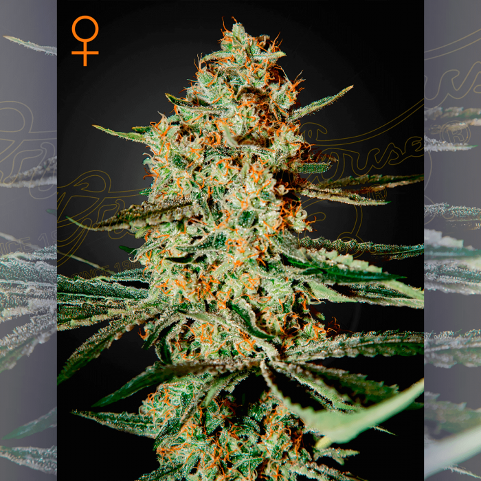 Semillas de marihuana feminizadas Himalaya Gold de Green House Seeds.
