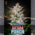 HOLY PUNCH (Green House Seeds)