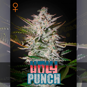 Semillas de marihuana feminizadas Holy Punch de Green House Seeds.