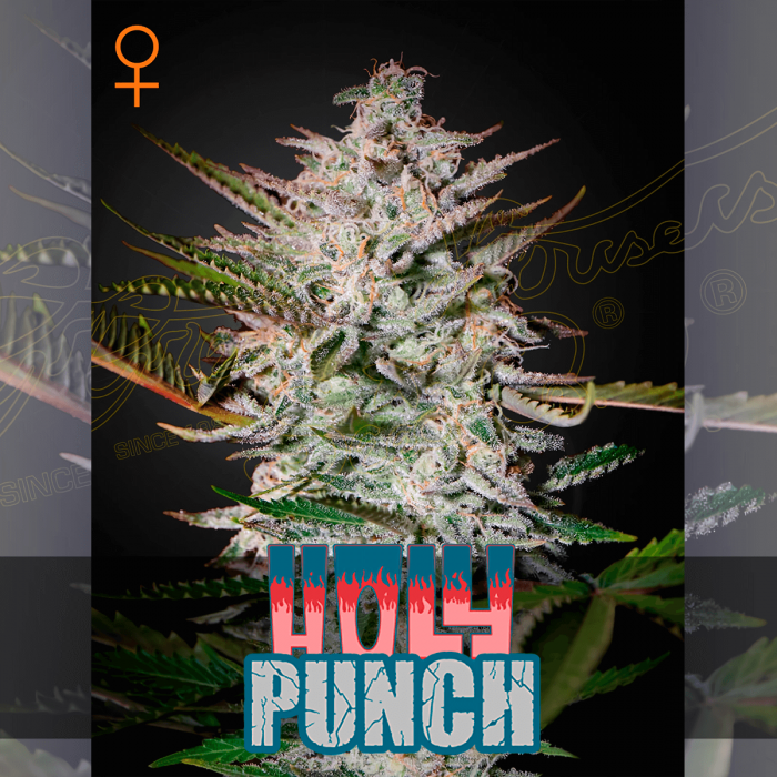 Semillas de marihuana feminizadas Holy Punch de Green House Seeds.
