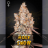 HOLY SNOW (Green House Seeds)