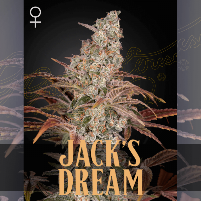 Semillas de marihuana feminizadas Jack's Dream de Green House Seeds.