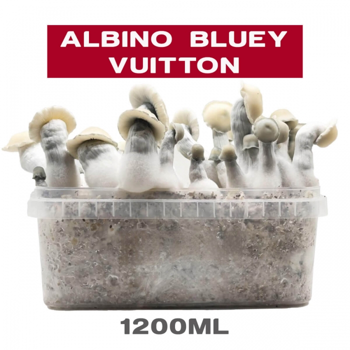Pan de Setas Bluey Vuitton Kit cultivo.