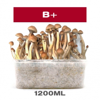 Pan de Setas B+ Kit cultivo de hongos.