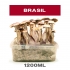 Pan de Setas Brasil cultivo de hongos psicodélicos