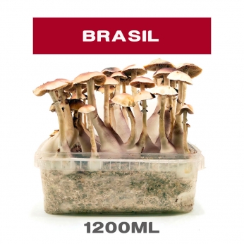 Pan de Setas Brasil cultivo de hongos psicodélicos