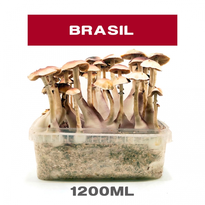 Pan de Setas Brasil cultivo de hongos psicodélicos
