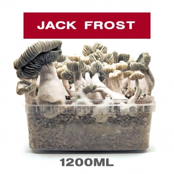 Pan de Setas Jack Frost Cultivo de hongos