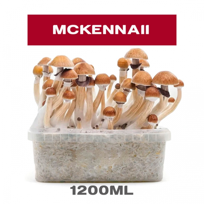 Pan de setas alucinógenas McKennai. Kit de setas para cultivo.