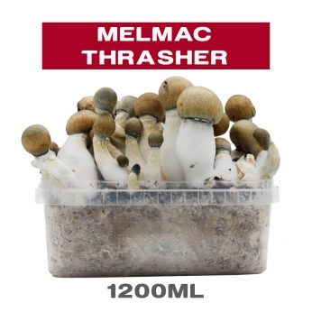 Pan de setas Melmac Thrasher - Hongos psilocybes de alta potencia