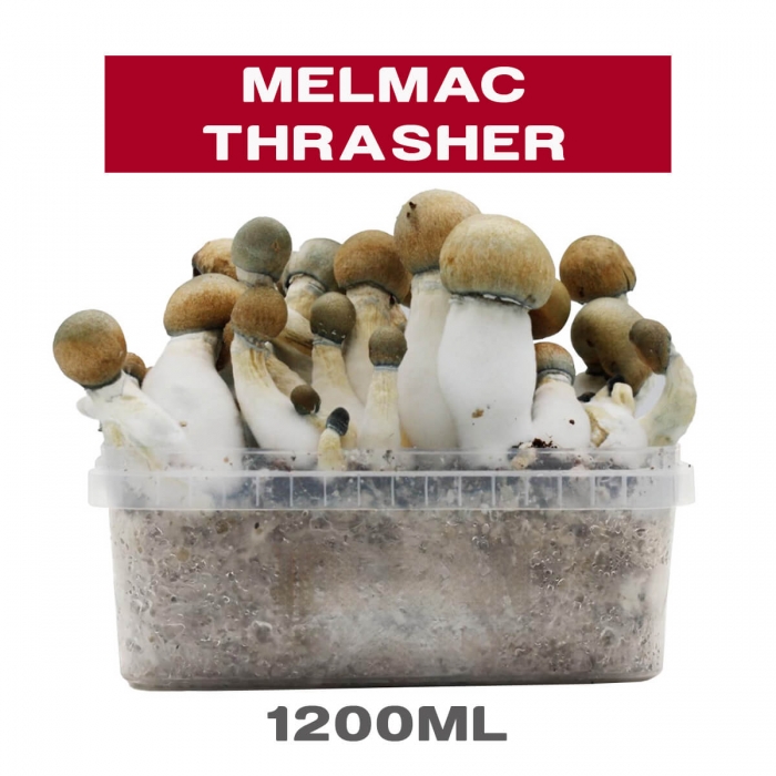 Pan de setas Melmac Thrasher - Hongos psilocybes de alta potencia
