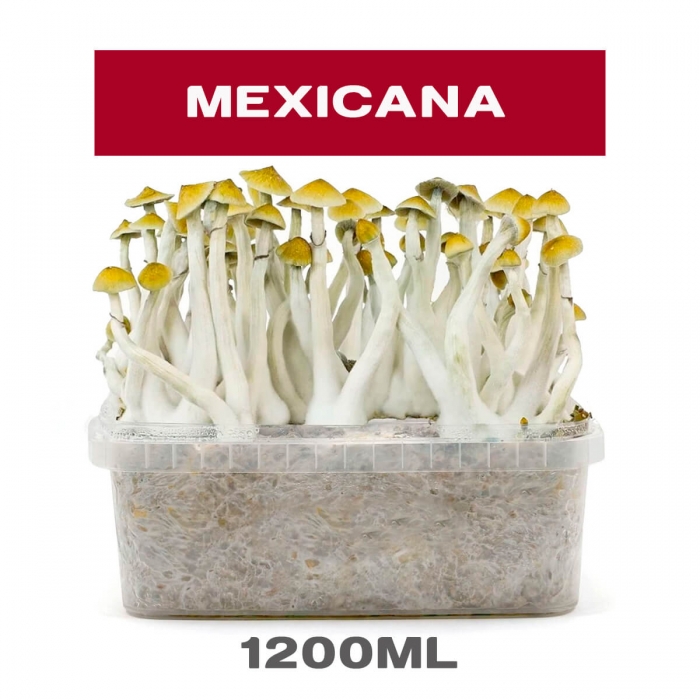Pan de setas mexicanas (Psilocybe cubensis)