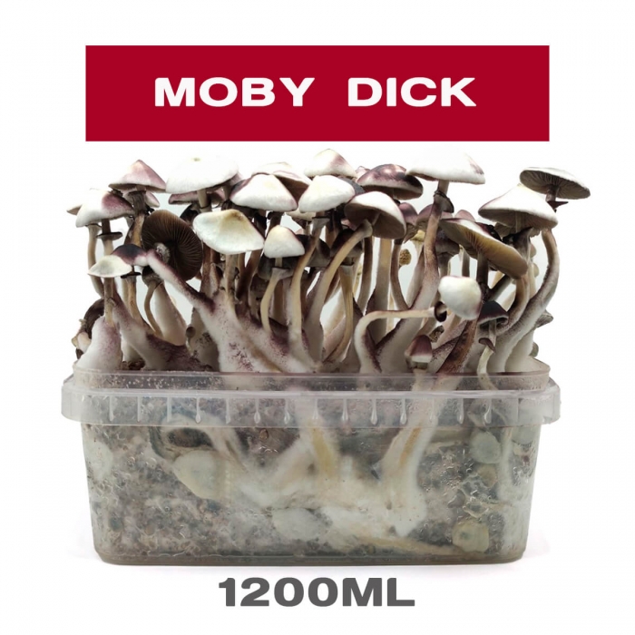 Pan de setas Moby Dick, kit de cultivo.