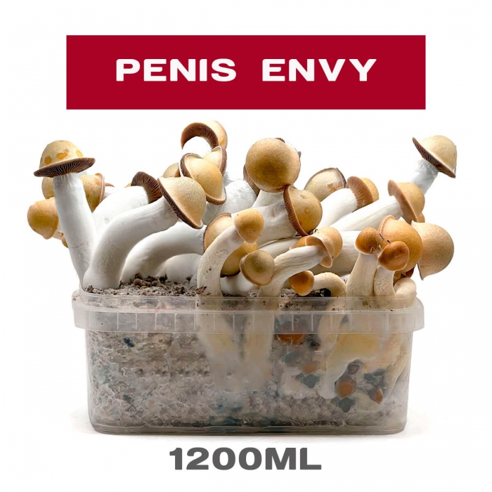 Pan de setas Penis Envy, kit de cultivo.