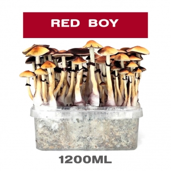 Pan de setas Red Boy, kit de cultivo.