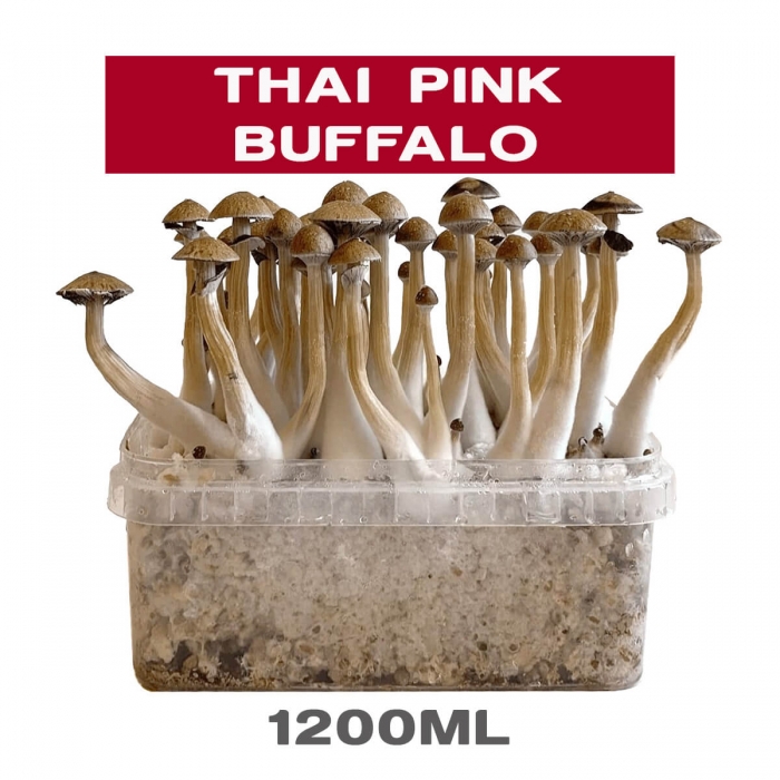 Pan de setas Thai Pink Buffalo, kit de cultivo.