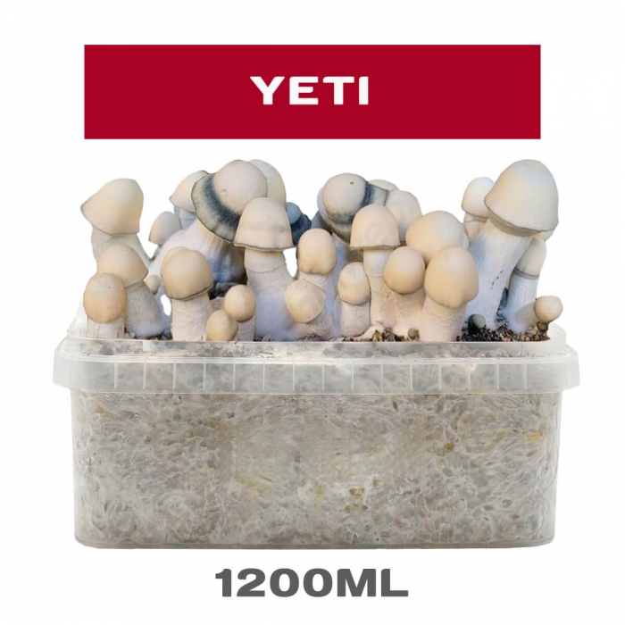 Pan de setas Yeti, kit de cultivo.