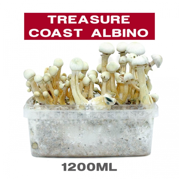 Pan de setas Treasure Coast Albino, kit de cultivo.