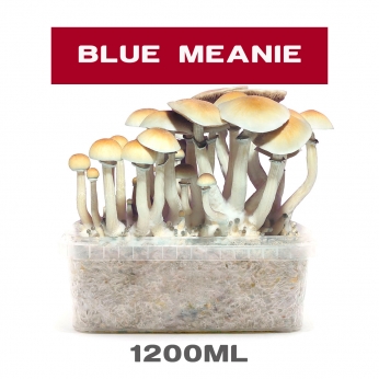 Kit de cultivo pan de setas Blue Meannie