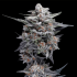 Semillas de marihuana feminizadas HG23 Aka Michael Jordan de DNA Genetics.