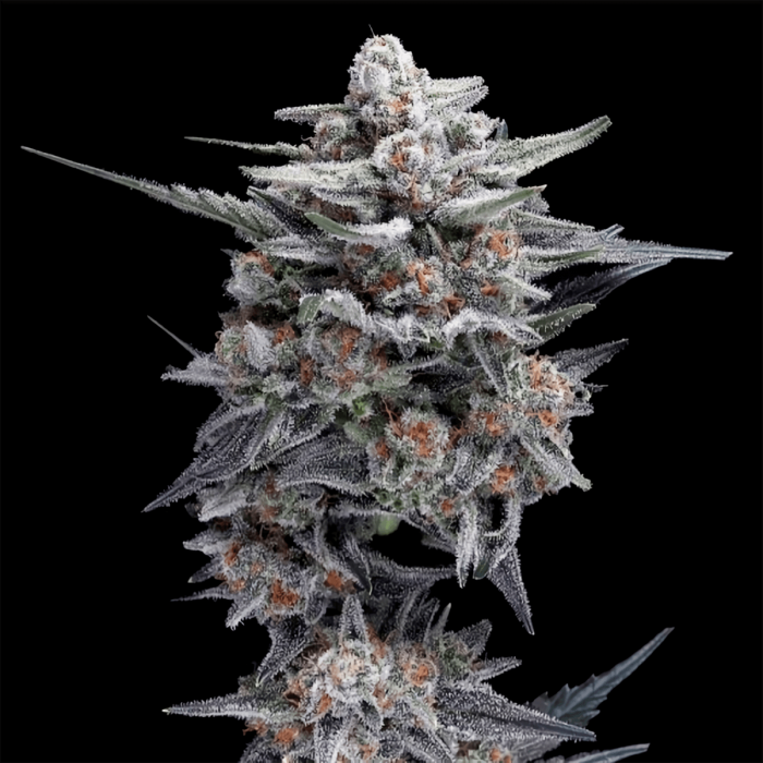 Semillas de marihuana feminizadas HG23 Aka Michael Jordan de DNA Genetics.