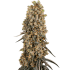 Semillas de marihuana feminizadas Atomic Blue Dream de Sensi Seeds.