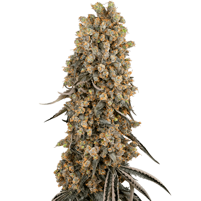 Semillas de marihuana feminizadas Atomic Blue Dream de Sensi Seeds.