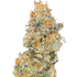 LEMON RESIN (Narcotik Seeds)