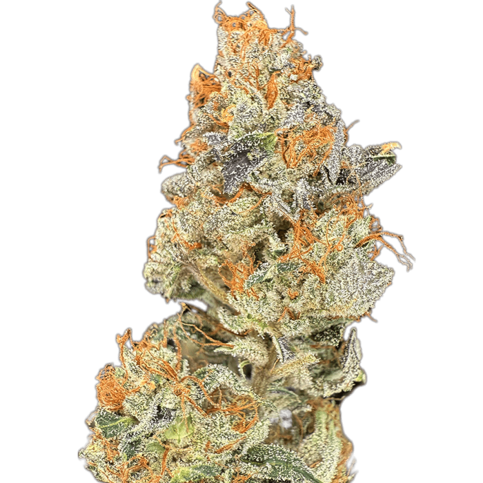 Semillas de marihuana feminizadas Lemon Resin de Narcotik Seeds.