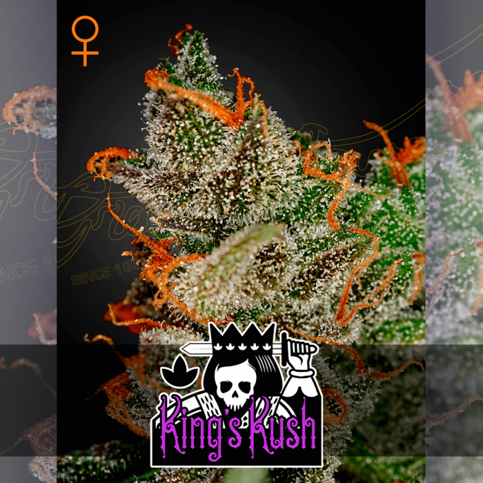 Semillas de marihuana KING'S KUSH (Green House Seeds)