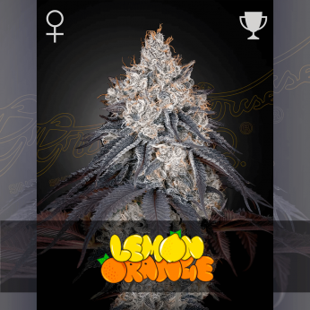 Semillas de marihuana feminizadas Lemon Orange de Green House Seeds.