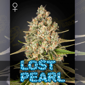 Semillas de marihuana feminizadas Lost Pearl de Green House Seeds.