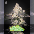 Semillas de marihuana feminizadas Moweeto de Green House Seeds.