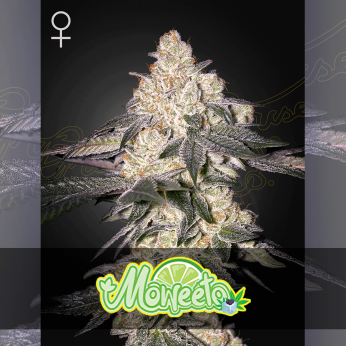 Semillas de marihuana feminizadas Moweeto de Green House Seeds.