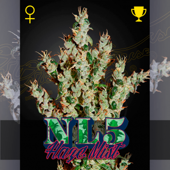 Semillas de marihuana feminizadas NL5 x Haze Mist de Green House Seeds.