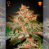 Pure Kush de Green House Seeds - Semillas feminizadas de marihuana