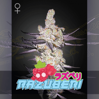 Semillas de marihuana feminizadas Razuberry de Green House Seeds.