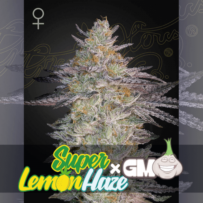 Semillas de marihuana feminizadas Super Lemon Haze x GMO de Greenhouse Seeds, loogotipo.