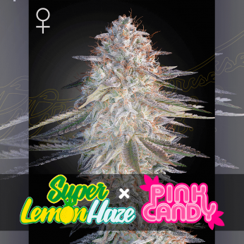 Semillas de marihuana feminizadas Super Lemon Haze x Pink Candy de Greenhouse Seeds, logotipo.