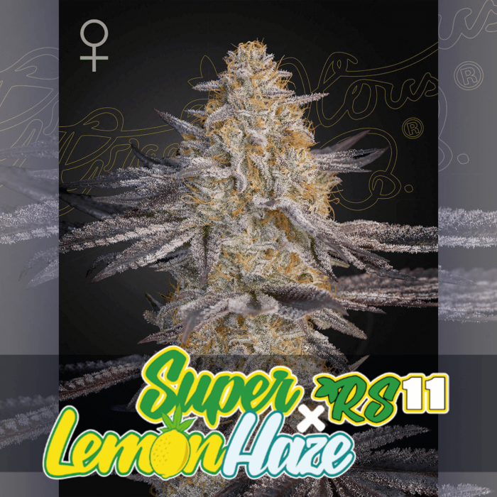 Semillas de marihuana feminizadas Super Lemon Haze x RS11 de Greenhouse Seeds, logotipo.