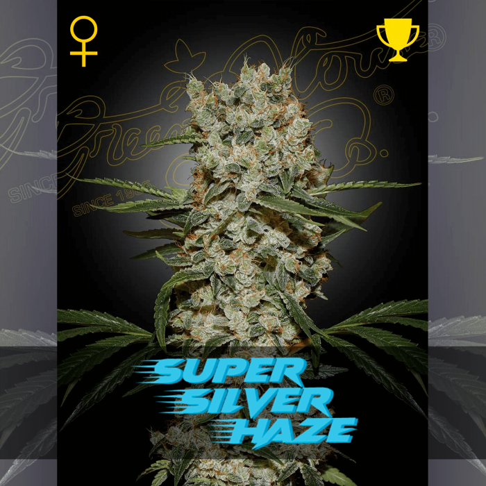 Semillas Super Silver Haze (Green House Seeds) Feminizada