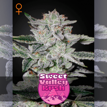 Semillas de marihuana feminizadas Sweet Valley Kush de Green House Seeds.
