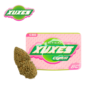 Flores CBD Critical Guava de la marca Xuxes.