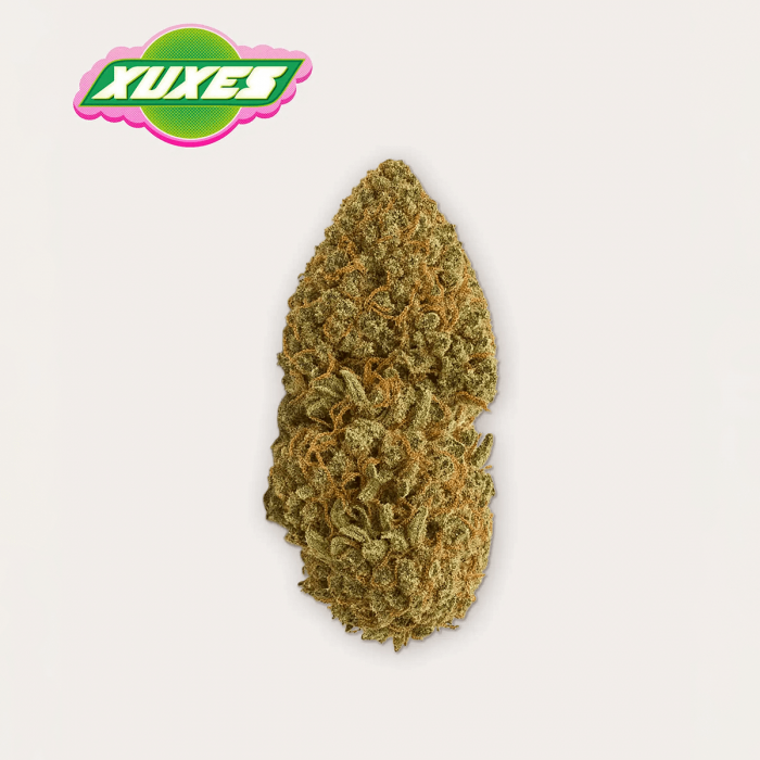 Flores CBD Critical Guava de la marca Xuxes, cogollo.