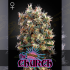 Semillas de marihuana feminizadas The Church de Green House Seeds.