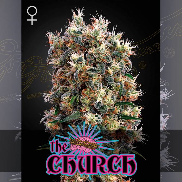 Semillas de marihuana feminizadas The Church de Green House Seeds.