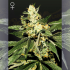 TRAIN WRECK (Green House Seeds)